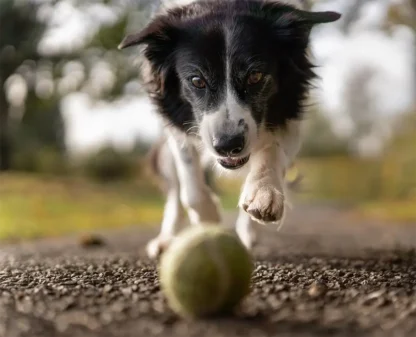 Piłka tenisowa dla psa Pet Nova