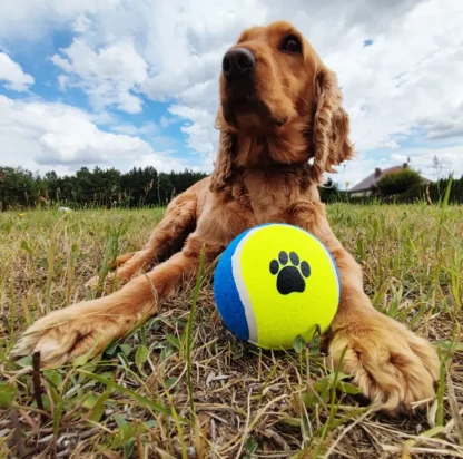 piłka duża tenisowa dla psa